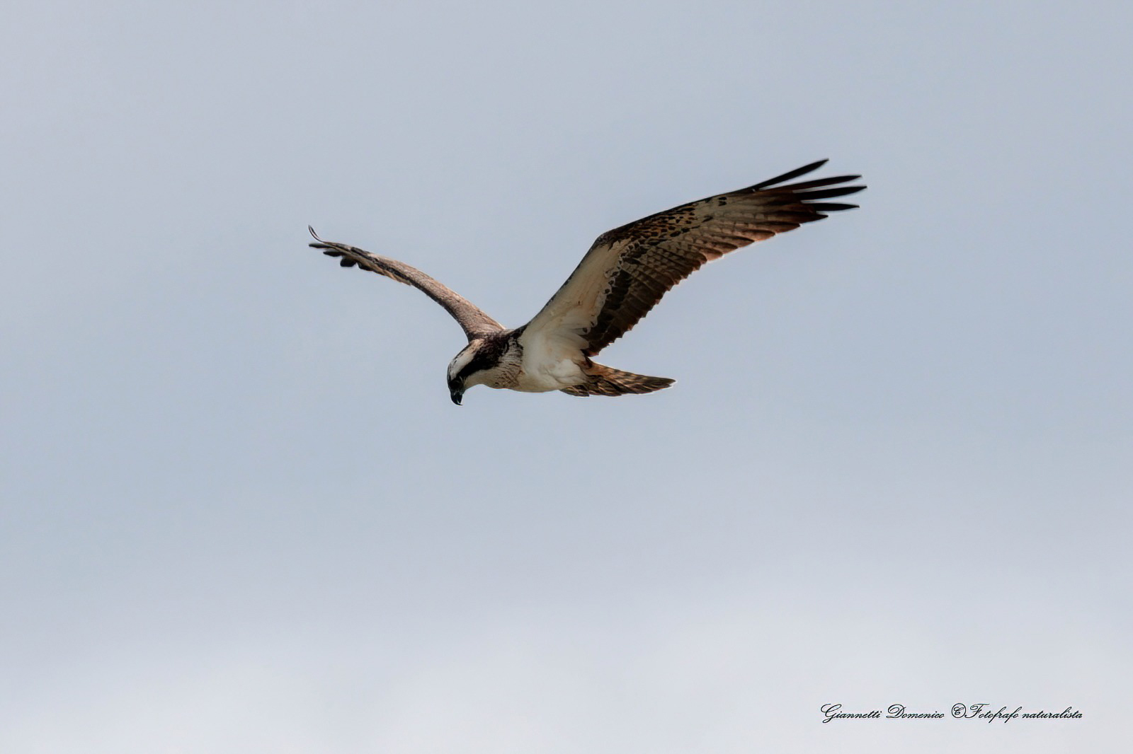 Falco pescatore in volo fotografato nell’area del lago
