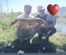 Carpa Regina