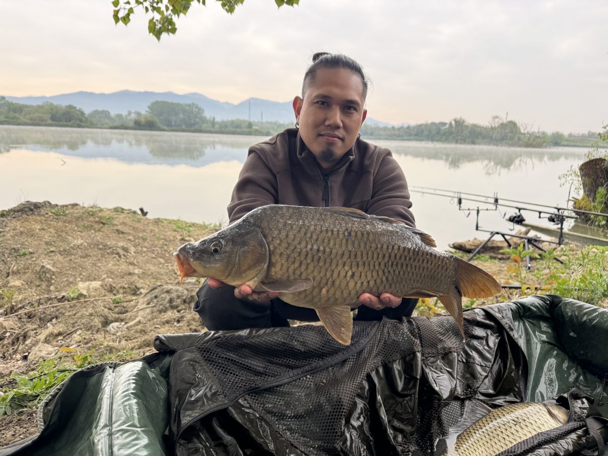 Carpa Regina